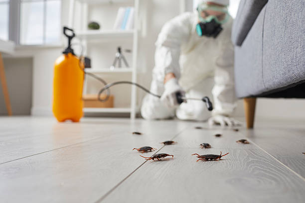Trusted Rodent Control service in Port Monmouth, NJ - Nex Pest Control